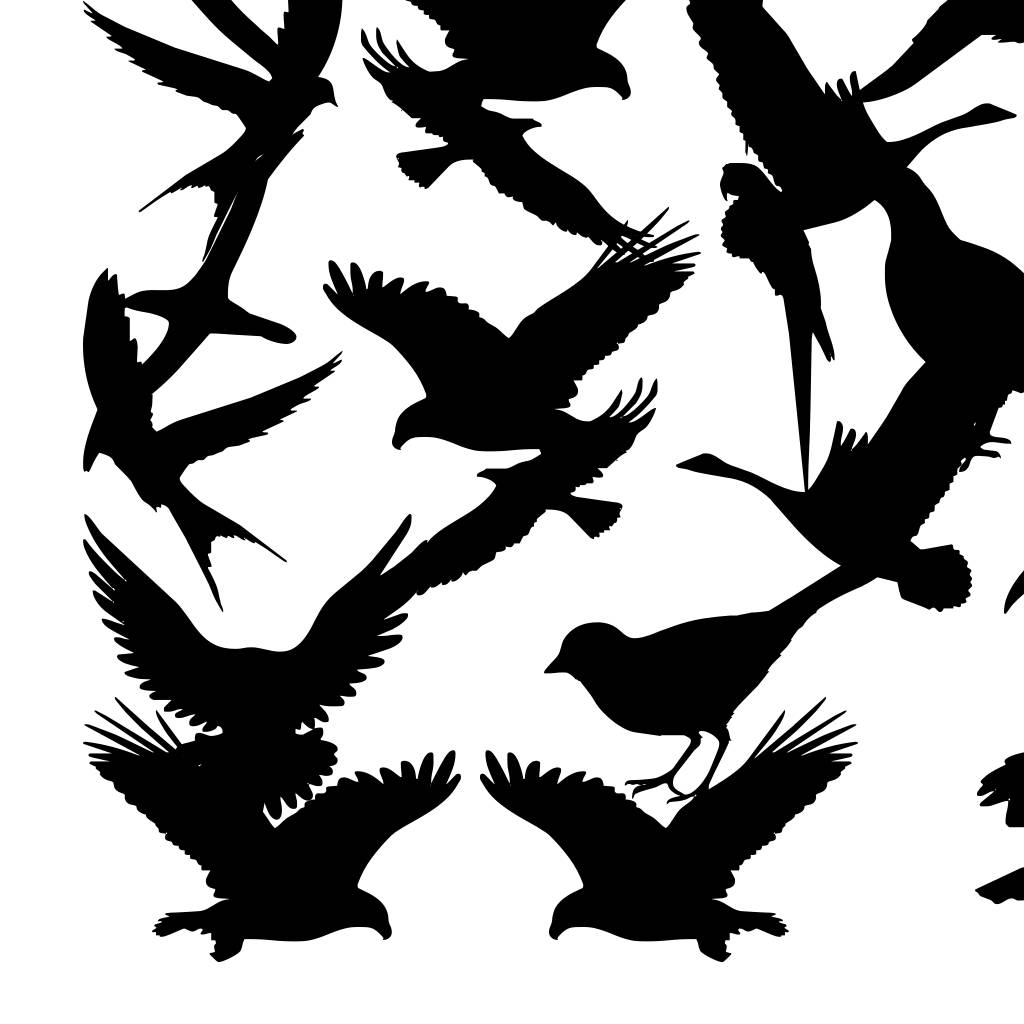 Birds of a Feather